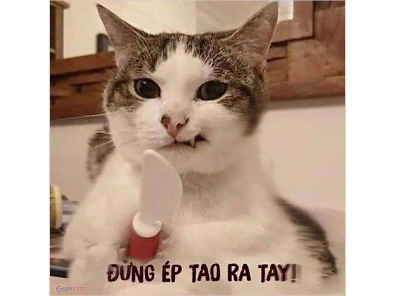 Top 50+ Meme mèo cầm dao hài hước và bựa nhất quả đất