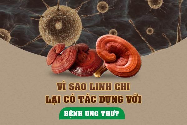 Linh chi - thảo dược tuyệt vời cho người bị ung thư