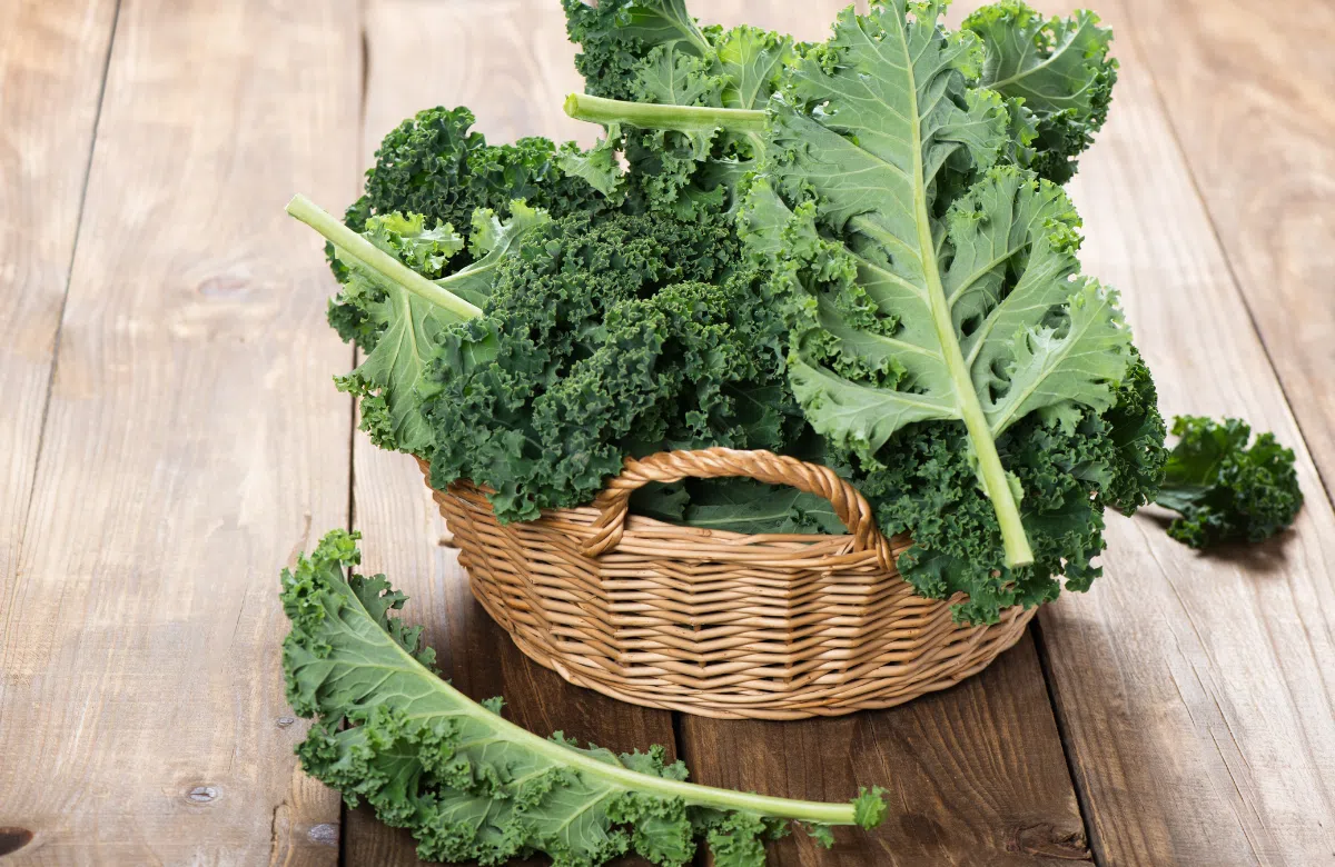 Tổng hợp 5 lợi ích sức khỏe từ rau cải kale mà bạn nên biết