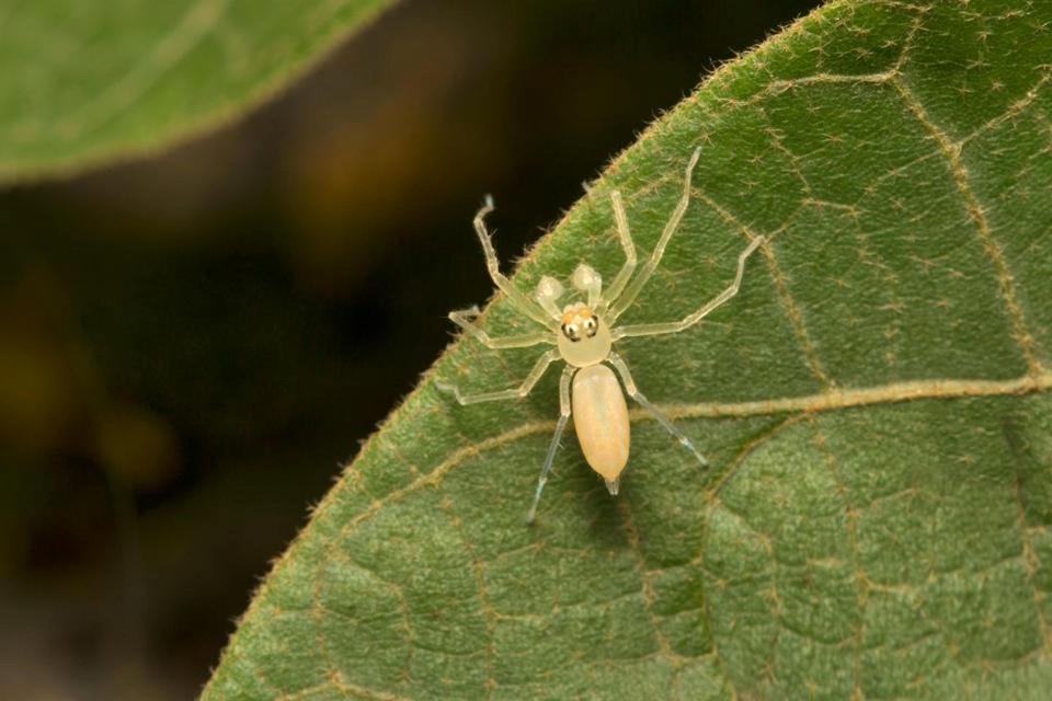 Điểm danh những loài nhện độc nhất thế giới có khả năng gây chết người - 1