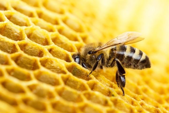 Ong làm tổ trong nhà là điều tốt hay xấu? - 1