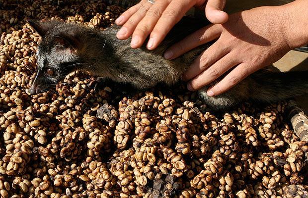 VIETNAM | Ca Phe Cut Chon: Cat Dung in a Cup