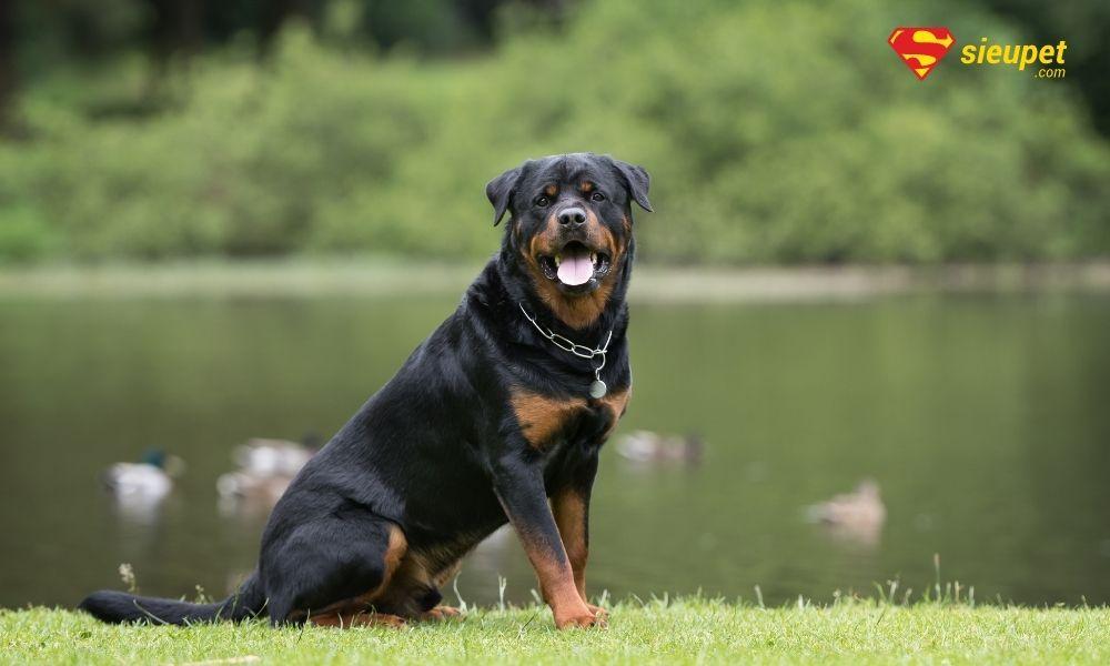 Chó Rottweiler