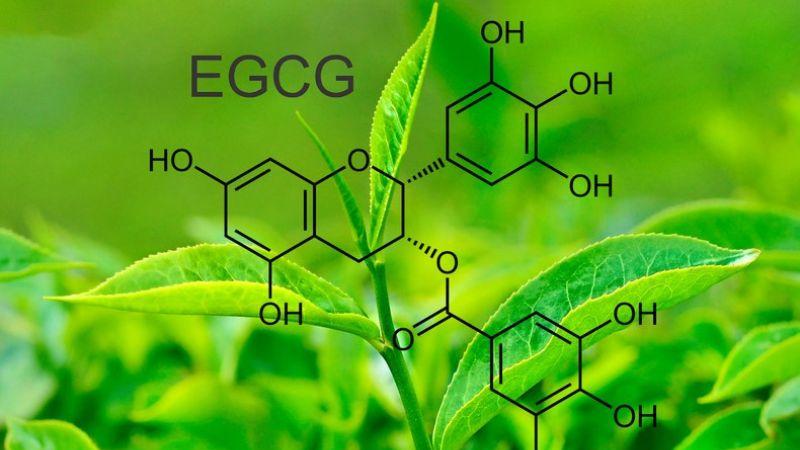 Trà xanh chứa nhiều chất chống oxy hóa polyphenol, bao gồm một catechin được gọi là EGCG