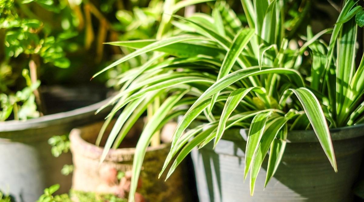 Top 30+ loại cây cảnh trong nhà đẹp nhất theo ý nghĩa phong thủy