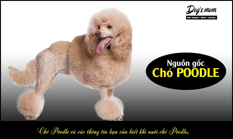 Chó poodle