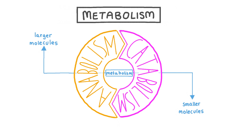 Metabolism là gì? Ảnh hưởng đến cân nặng như thế nào? 2