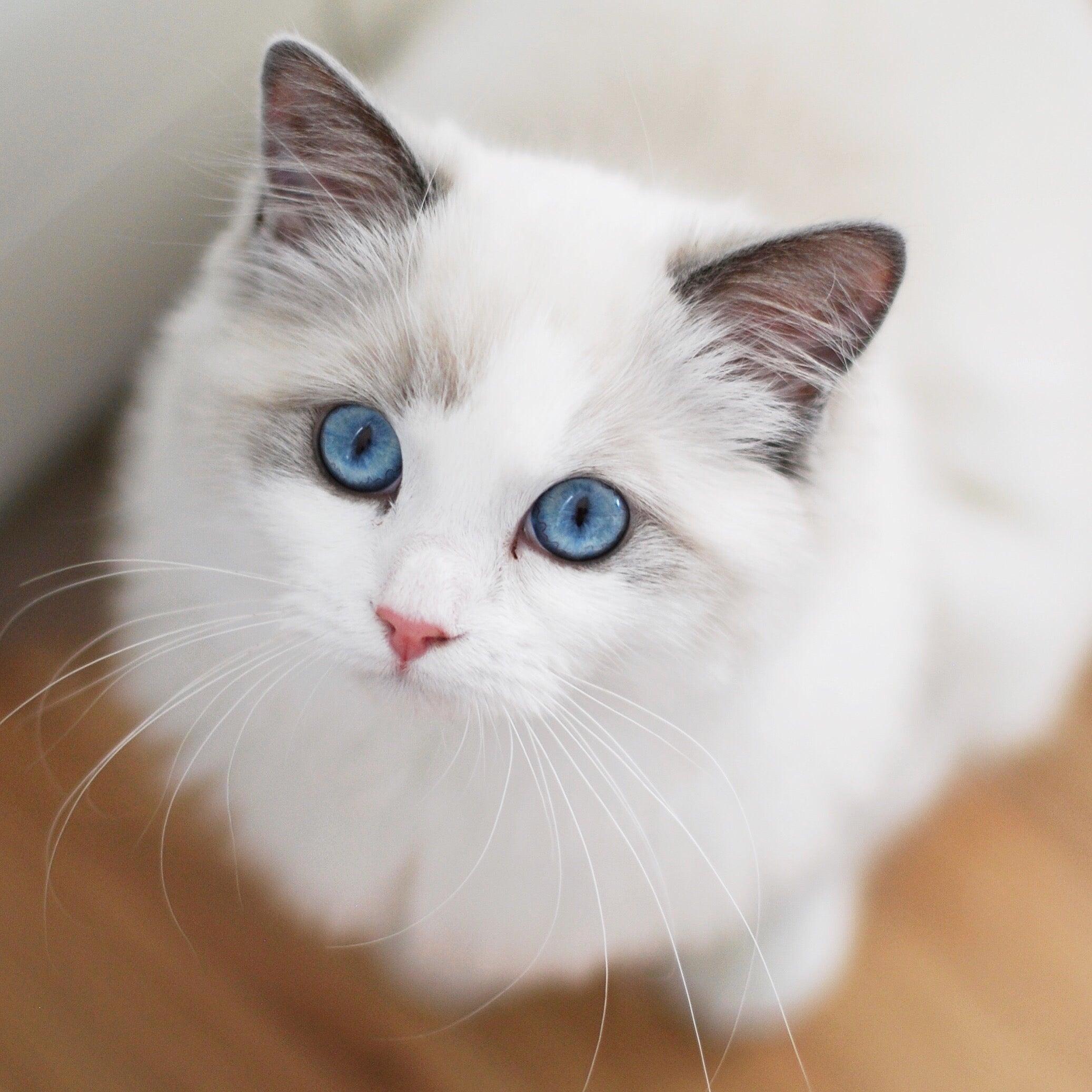 blue bicolor ragdoll