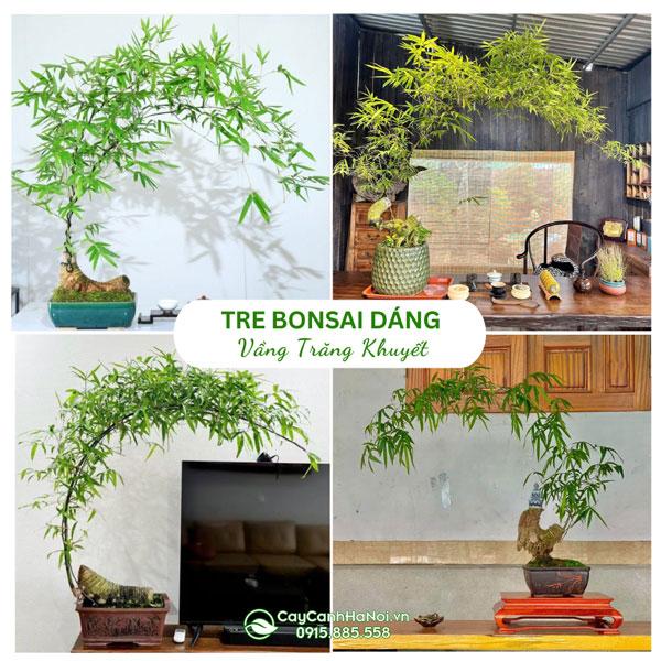 Cây Tre Bonsai Dáng Vầng Trăng Khuyết
