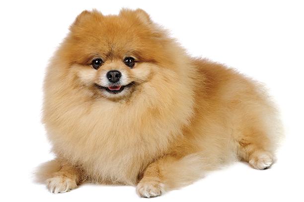 5 Loại Chó Phốc Sóc Pomeranian
