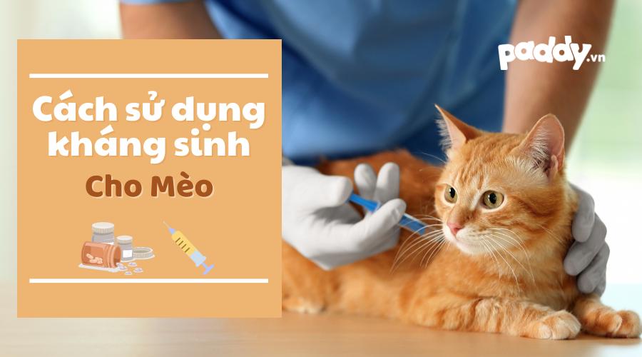 Sử Dụng Kháng Sinh Cho Mèo Như Thế Nào?