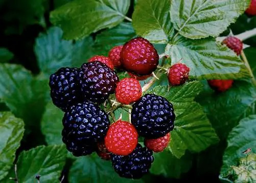 Raspberry là trái gì? Các lợi ích về sức khỏe của Raspberry